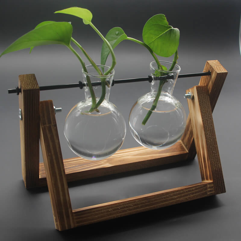 Hydroponic Plant Glass Vase